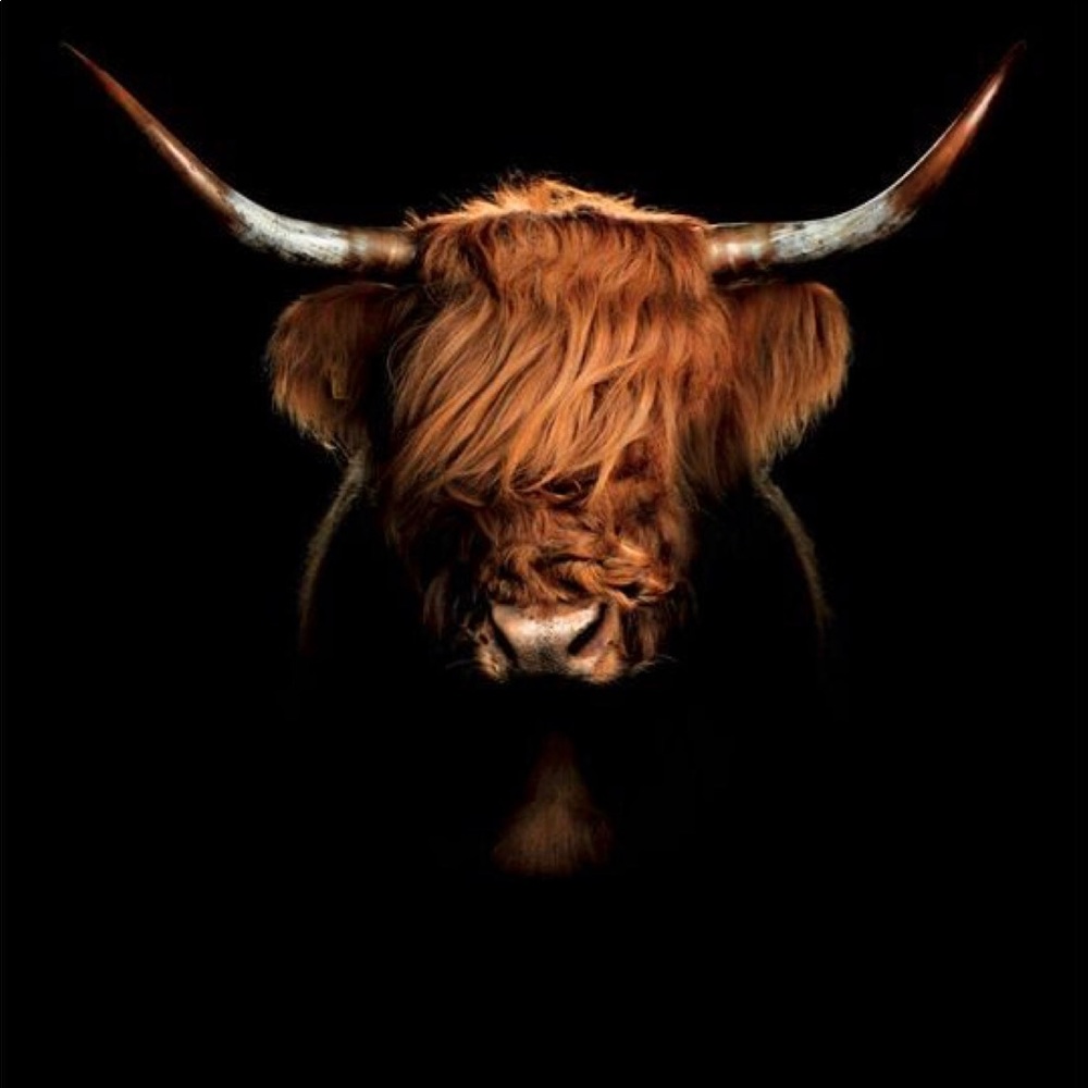 Orange shaggy highland cow- black background print- 8.5x11